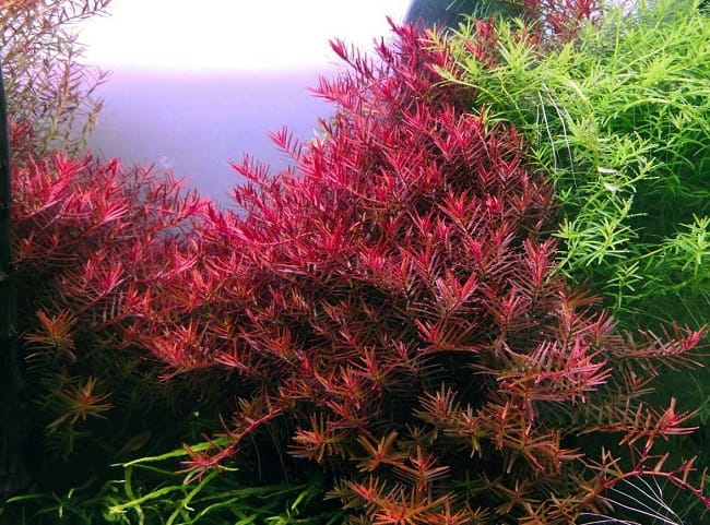 Rotala rotundifolia red 10 sadzonek in vitro
